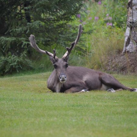 All Seasons B&B Kenai Exteriér fotografie