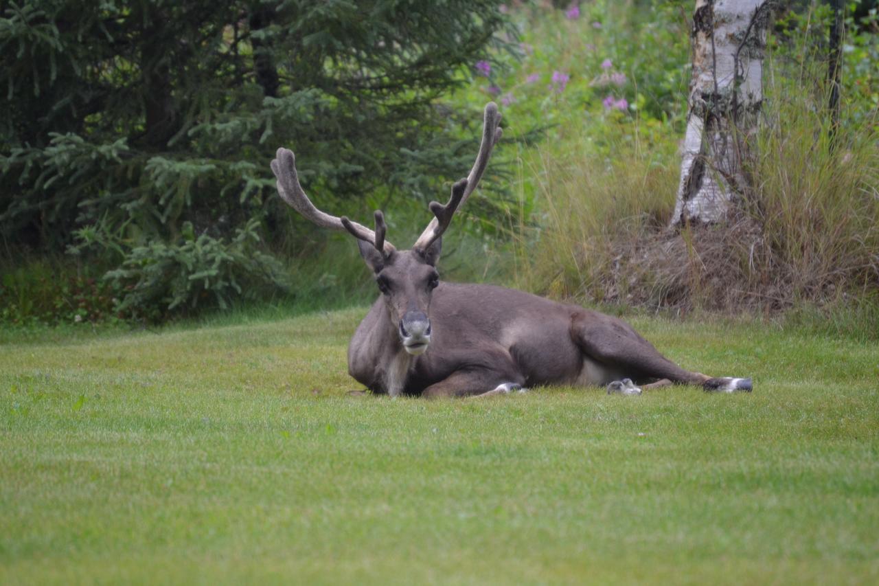 All Seasons B&B Kenai Exteriér fotografie
